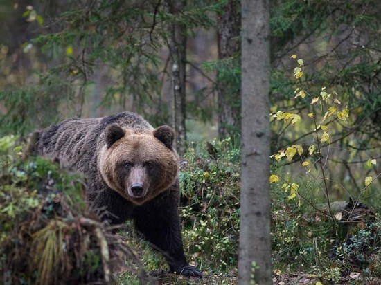 В Якутии 84-летняя женщина отпугнула медведя