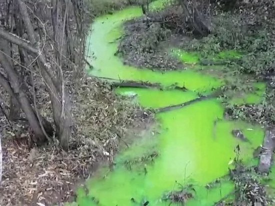 Прокуратура выяснила природу зелёного ручья в Топкинском
