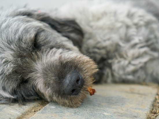 В Смоленске рассмотрели новый законопроект, направленный на защиту бездомных животных