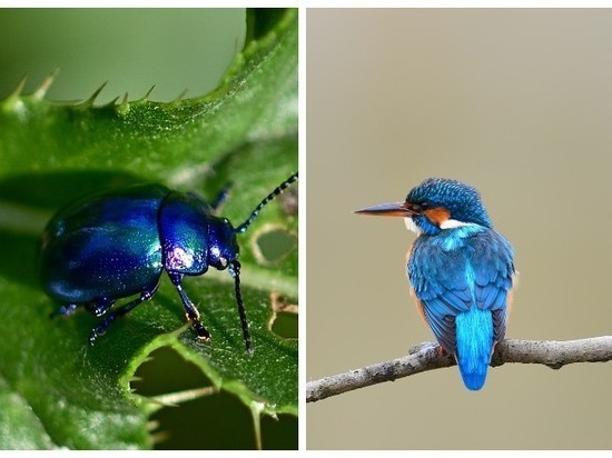 Британские ученые узнали, почему в природе много синего цвета