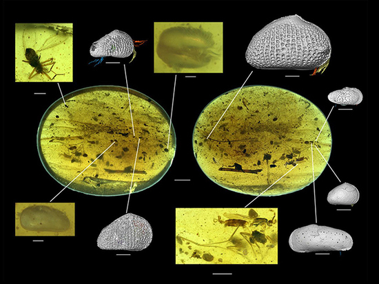 Живший 100 миллионов лет назад моллюск оказался половым гигантом