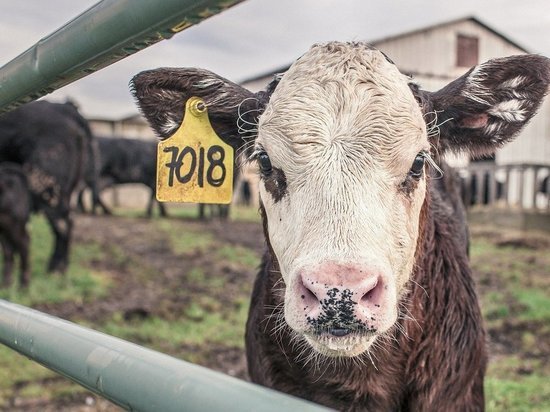 В Кушнаренковском районе Башкирии построят молочную ферму на 1200 коров