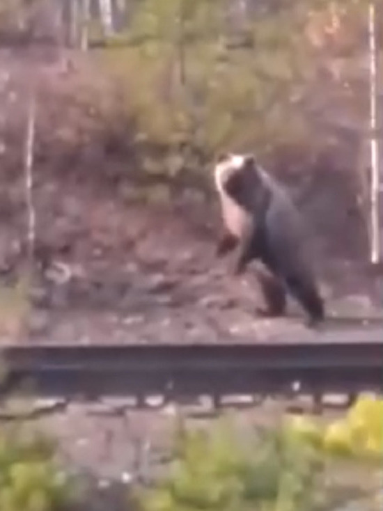 На Ямале огромный медведь прогнал железнодорожников