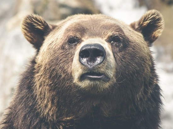 В Якутии 84-летняя пенсионерка перерычала напавшего медведя