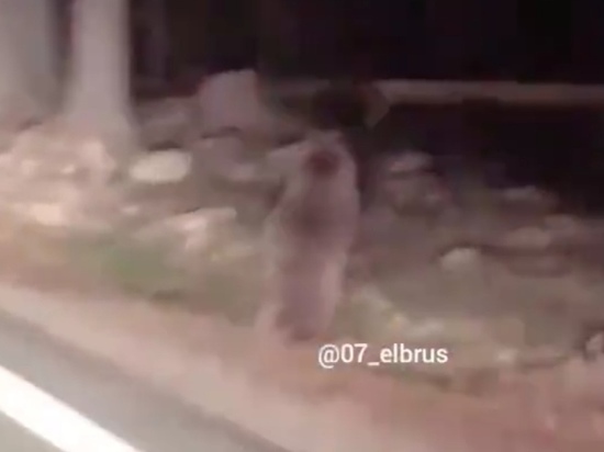 Автомобилист показал медведя на дороге в Кабардино-Балкарии