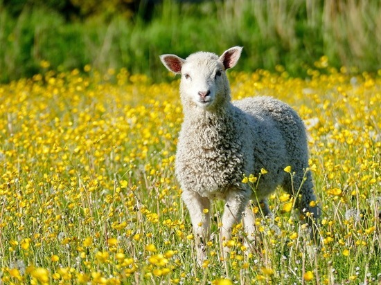 Овцеводы Забайкалья пострадали от пандемии COVID-19 и регионализации