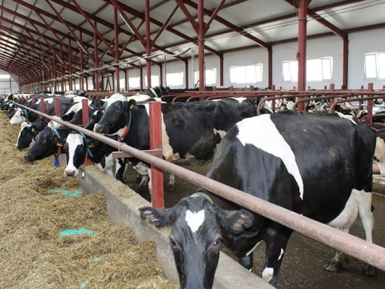 В Костромской области перепись рогатого скота порадовала тенденцией к росту его поголовья