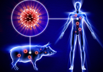 В Забайкалье ожидается циркуляция штаммов гриппа А, В, H1N1 (свиной грипп) в эпидсезоне 2020-2021 годов
