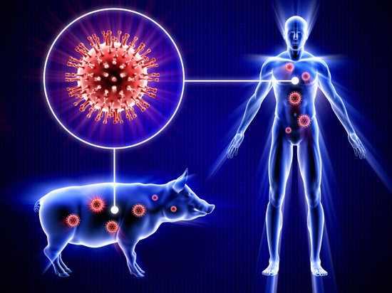 Забайкальцев предупредили о циркуляции свиного гриппа в регионе