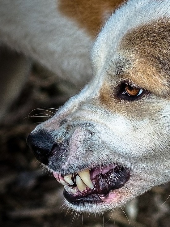 На Украине домашняя собака растерзала в клочья пах двухлетнего мальчика