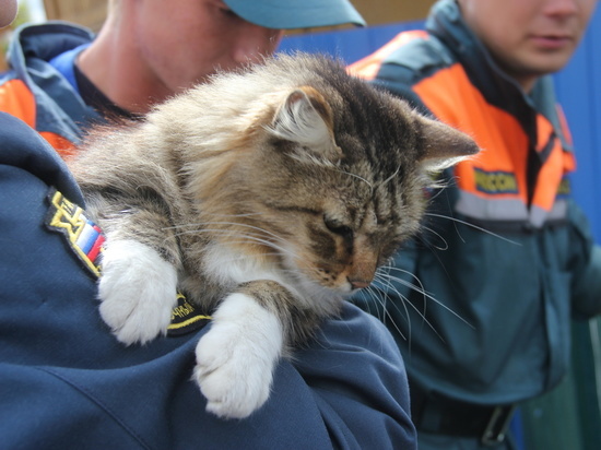 Кошку Мусю спасли от большой воды сотрудники МЧС в Хабаровском крае