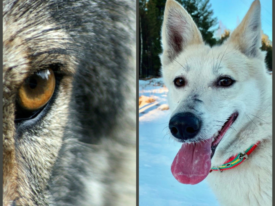 Волки в Челмужах: в карельском поселке волк утащил собаку