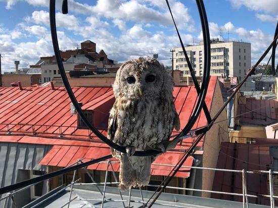 Подробности спасения совы в центре Москвы: запуталась в интернет-проводах