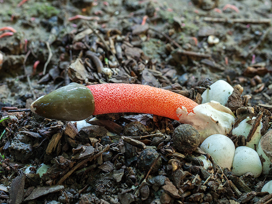 В костромских лесах можно найти «краснокнижные» грибы