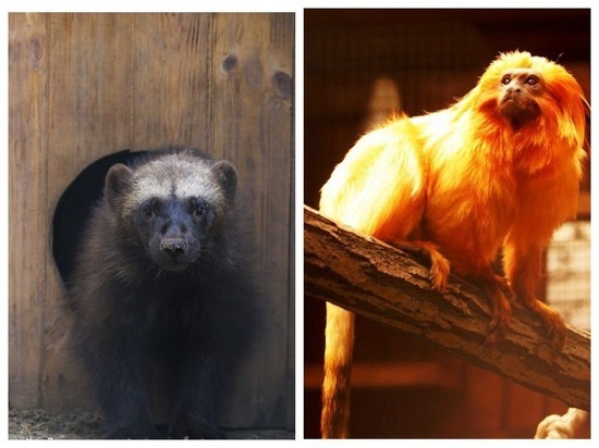 Из Новосибирского зоопарка вывозят животных и птиц