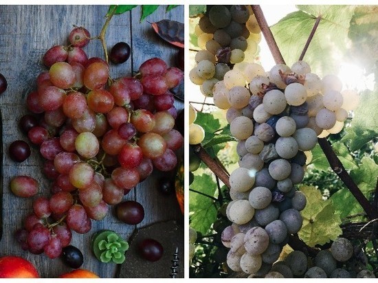 Агроном рассказал об опасных для здоровья свойствах винограда