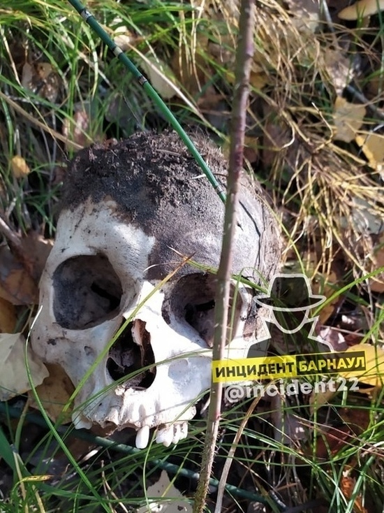 Под Барнаулом нашли ещё один человеческий череп