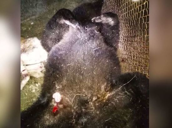 В Якутии застрелили медведя, задравшего собаку у жилого дома