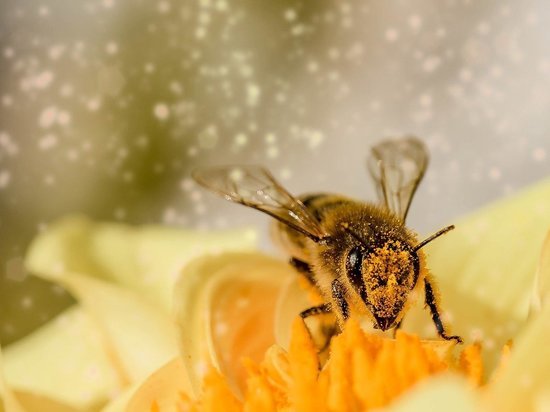 Тульский фермер оставил пчел без диагностики