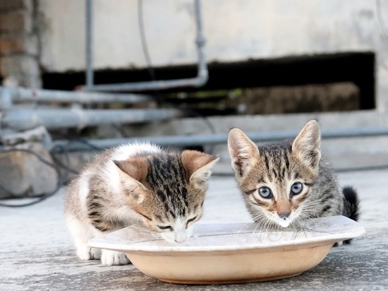 В приют «Ласка» подбросили больных котят, которые заразили других кошек