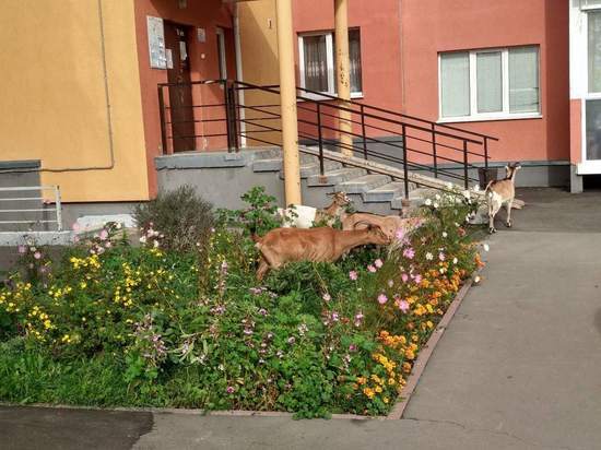 Наплыв парнокопытных зафиксировали в одном из дворов на Радуге в Кемерове