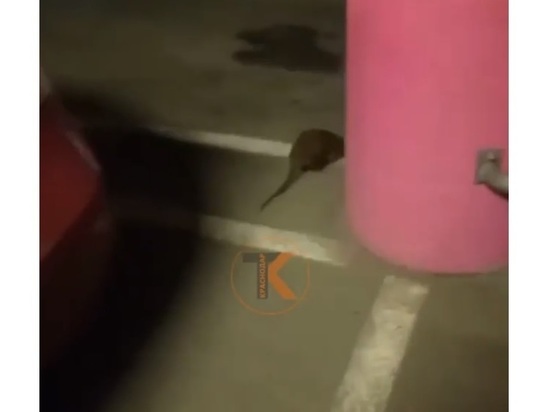 Краснодарскую парковку оккупировала крыса размером с кошку
