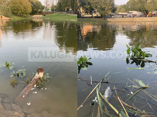 Калужанин пожаловался градоначальнику Калуги на рыбу в Пуховском пруду