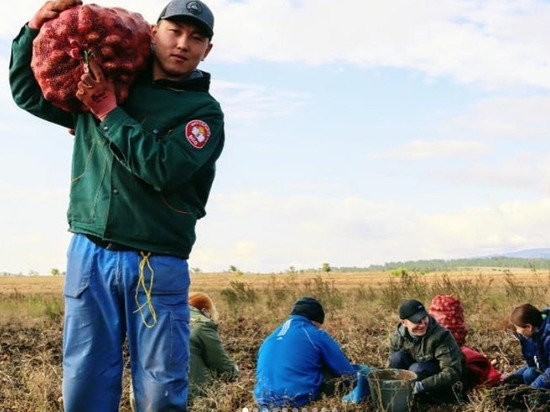 Фермеры в Бурятии платят студентам от 500 рублей в день за уборку картошки