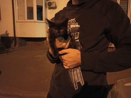 В Краснодаре на Гаврилова спасли котенка, запертого в подвале многоэтажки