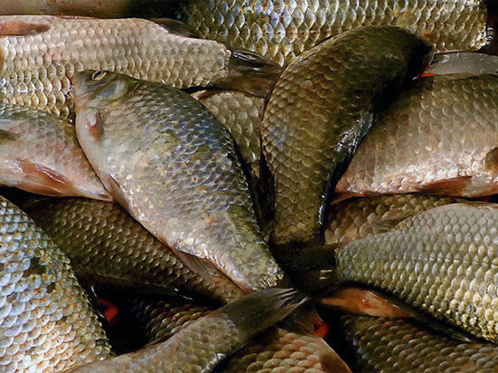 На калмыцком озере незаконно рыбачили ставропольчане