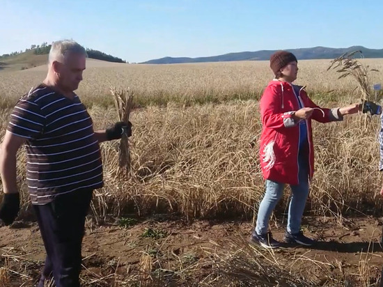 В Бурятии экспериментальную пшеницу скашивают электрическими ножницами