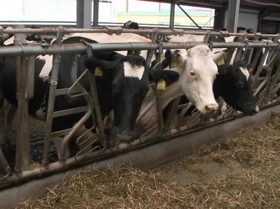В Удмуртии планируют заняться улучшением генома крупного рогатого скота