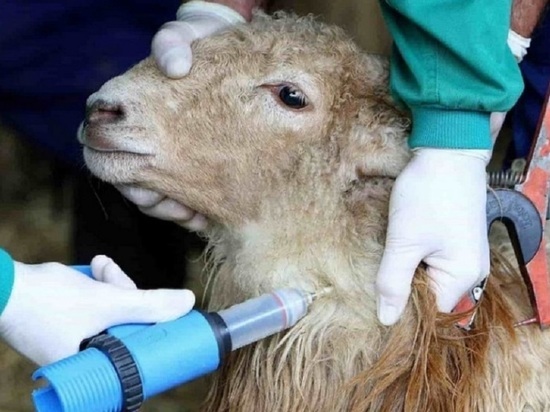 В Калужской области выявлена оспа овец