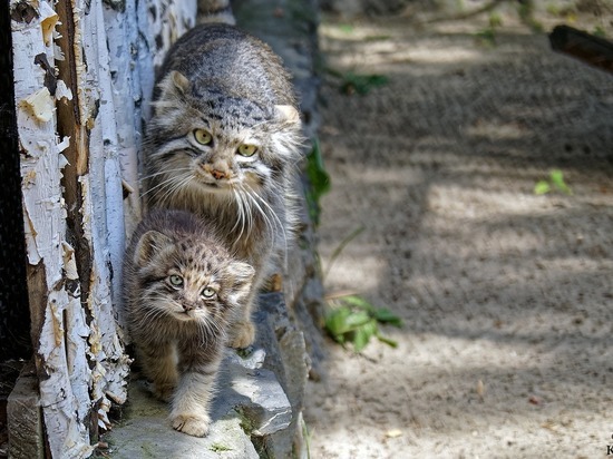 У самых обаятельных котят Новосибирского зоопарка сменился цвет глаз