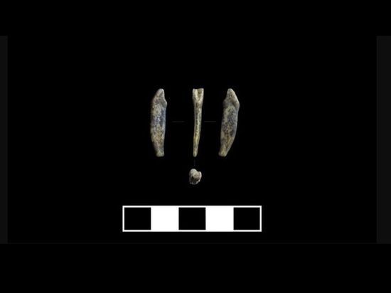 В Чагырской пещере на юге Алтая нашли зубы неандертальцев