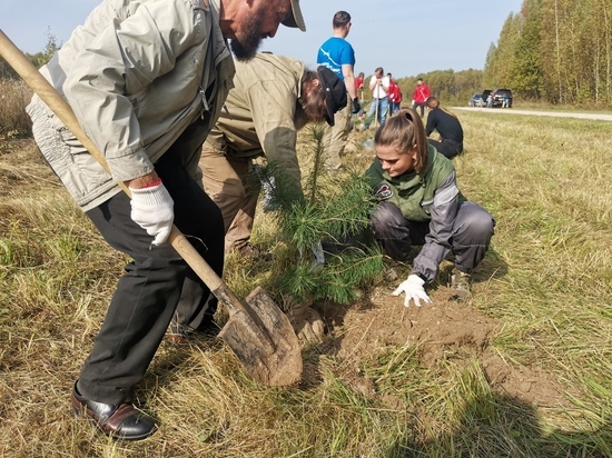 Около ста сосен высажено в Тульской области в рамках акции "Сохраним лес"