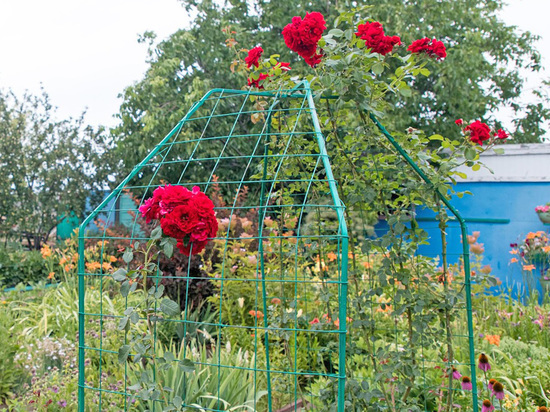 Агроном из Волгограда: как подготовить к зиме розы и клематисы