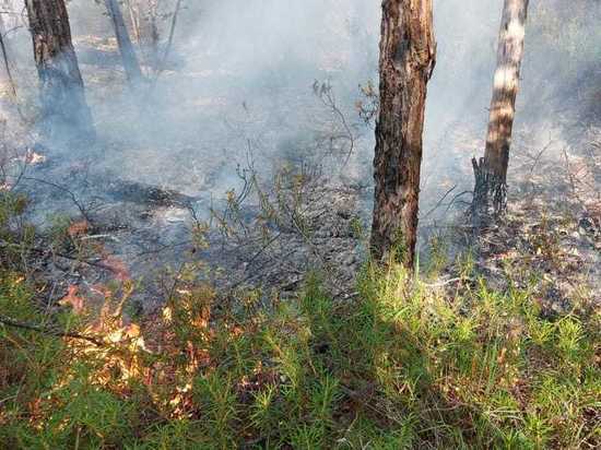 По поручению главы Якутии помогут пострадавшим от лесных пожаров аграриям