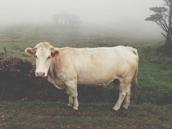 В Великобритании коровы начали нападать на людей