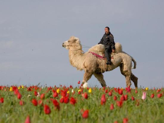 Калмыцкий турист предпочитает Турцию и Черноморское побережье