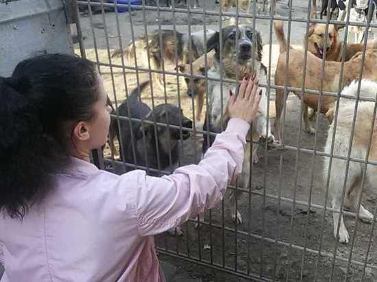 Рязанские школьники помогли приюту для бездомных животных