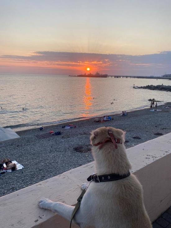 Брошенная собака из Пскова переехала к морю и обрела счастье