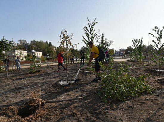 В Астрахани высадили новые деревья