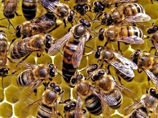 В аэропорту Краснодара задержали 40 пчелиных маток