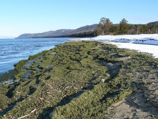Бухту на севере Бурятии очистят от спирогиры в рамках нацпроекта «Экология»