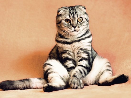 Алтайский ученый рассказал, как отучить кошку драть мебель