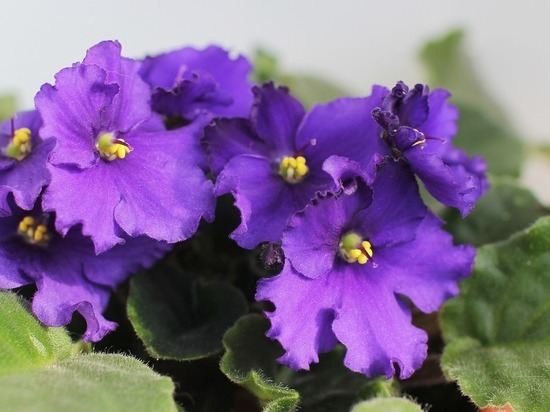 Донецкий ботсад открывает выставку фиалок