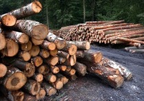 В Сретенском районе двое жителей поселка Усть-Карск незаконно спилили 53 дерева, чем причинили ущерб лесному фонду в размере 1,1 млн рублей