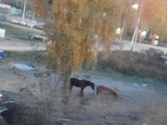 Пасущихся возле новостроек лошадей заметили в Кемерове
