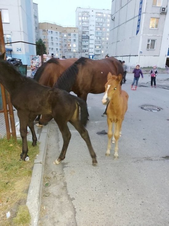 Жители Нефтеюганска грозят пожаловаться Путину на лошадей в городе